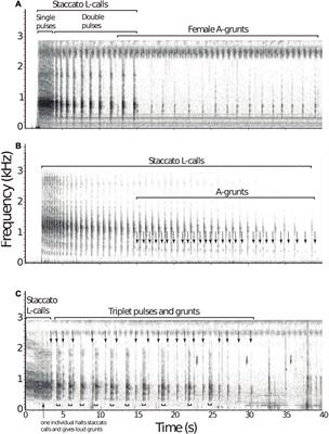 Perspectives on Antiphonal Calling, Duetting and Counter-Singing in Non-primate Mammals: An Overview With Notes on the Coordinated Vocalizations of Bamboo Rats (Dactylomys spp., Rodentia: Echimyidae)